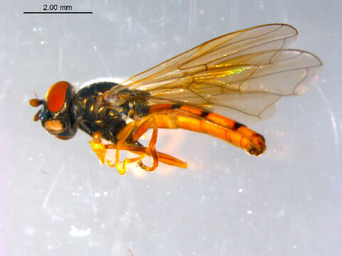 Image of Platycheirus neoperpallidus