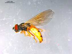 Image of Platycheirus neoperpallidus