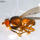 Image of <i>Pherbellia</i>