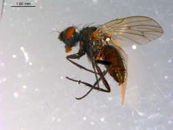 Image of Subhylemyia