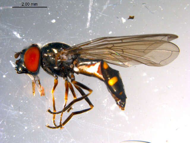 Image of Platycheirus flabella Hull 1944