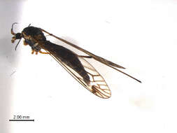 Image of Prionocera electa Alexander 1927