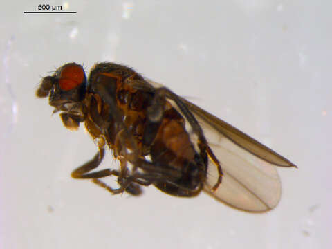 Image of <i>Pseudocollinella abhorrens</i>