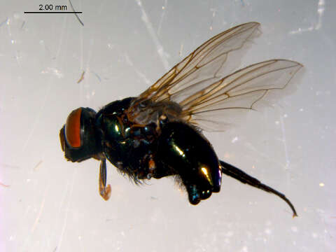 Image of <i>Lucilia magnicornis</i>