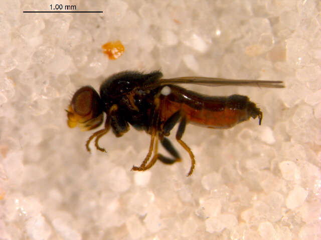 Image of Conioscinella