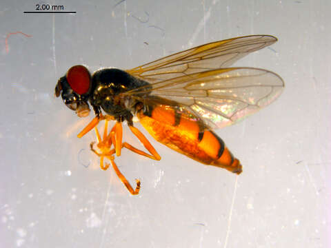 Image of Platycheirus neoperpallidus