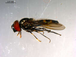 Image of Platycheirus flabella Hull 1944