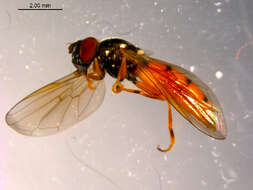 Image of Platycheirus neoperpallidus