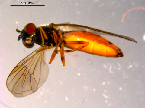 Image of Platycheirus neoperpallidus