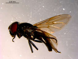 صورة Cheilosia