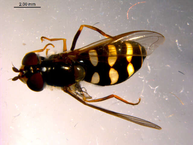 Eupeodes americanus (Wiedemann 1830)的圖片