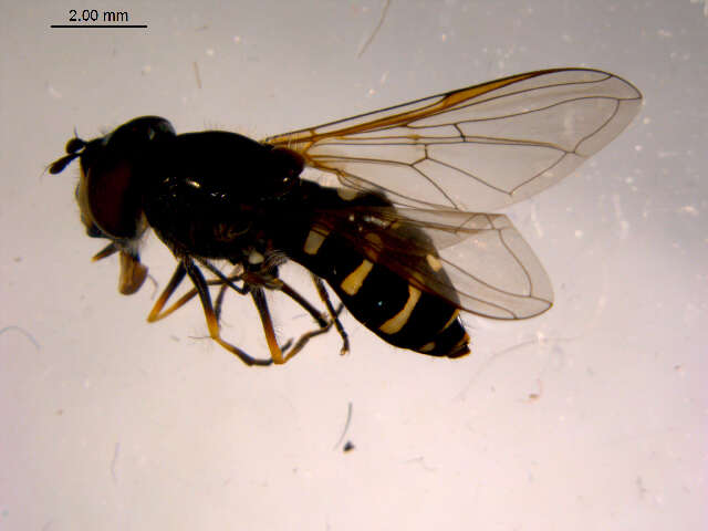 Image of Dasysyrphus amalopis (Osten Sacken 1875)