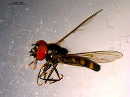 Image of Platycheirus flabella Hull 1944