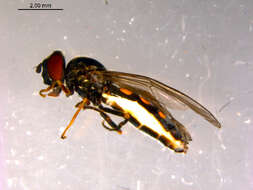 Image of Platycheirus pilatus Vockeroth 1990