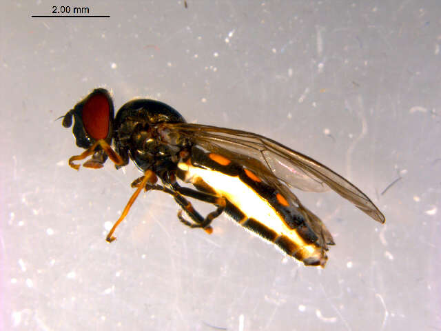 Image of Platycheirus pilatus Vockeroth 1990