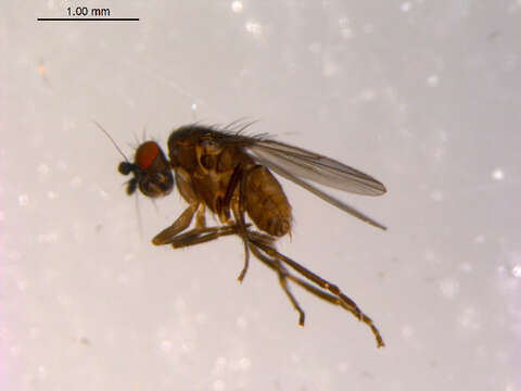 Image of <i>Pseudocollinella abhorrens</i>