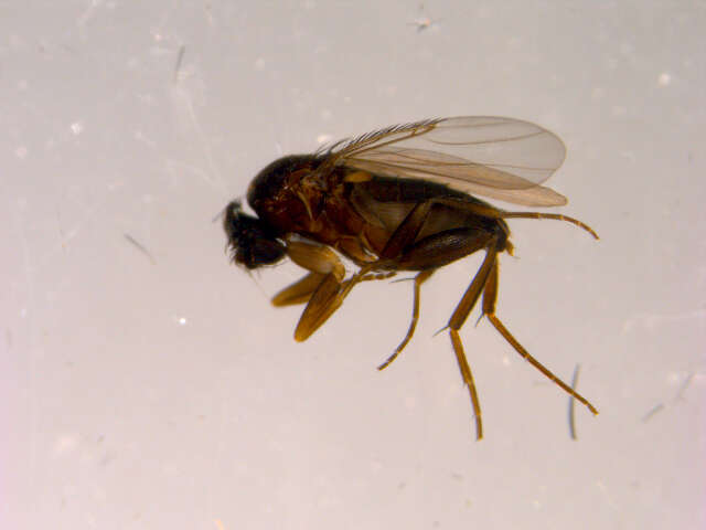 Image of Megaselia subpalpalis (Lundbeck 1920)