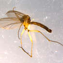 Image of Boletina nitiduloides Zaitzev 1994