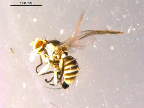 Image of Liriomyza ranunculoides Spencer 1969