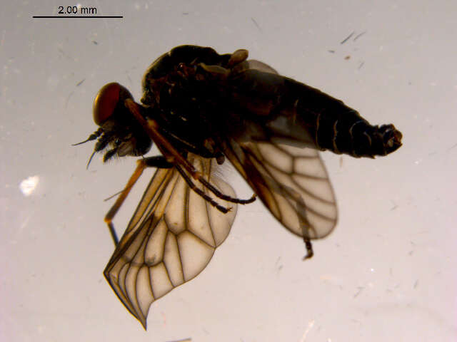 Image of <i>Ptiolina majuscula</i>