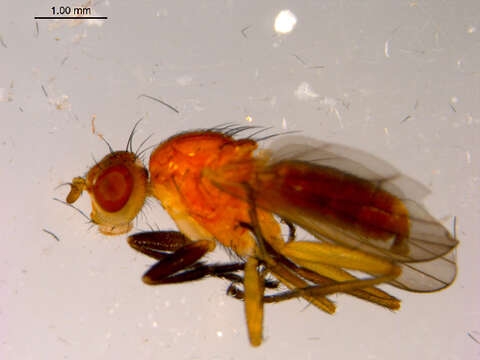 Image of Sciomyza