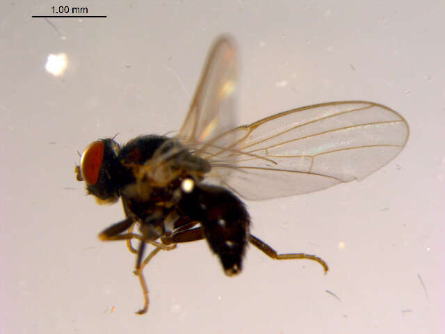 Image of Agromyza pseudoreptans Nowakowski 1967