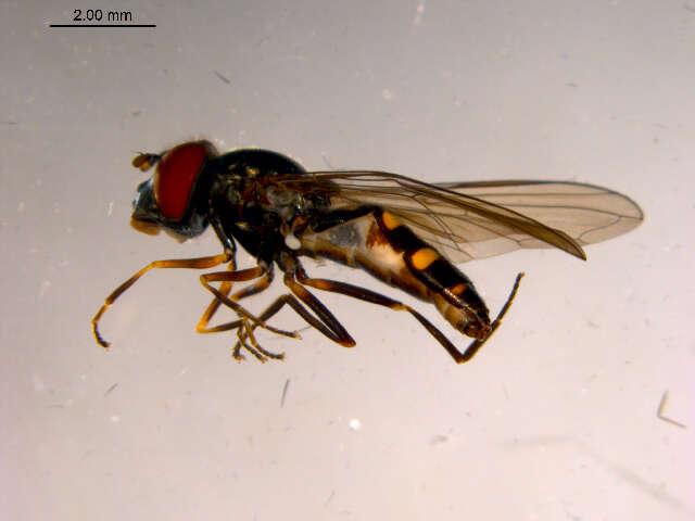 Image of Platycheirus flabella Hull 1944