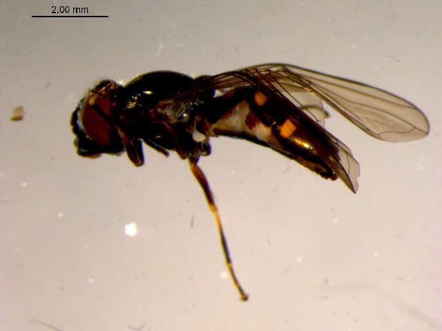 Image of Platycheirus flabella Hull 1944