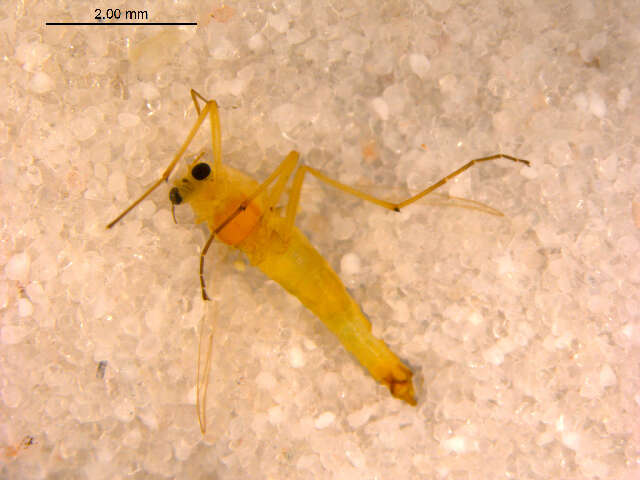 Pseudochironomus resmi