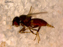 Image of Neophyllomyza