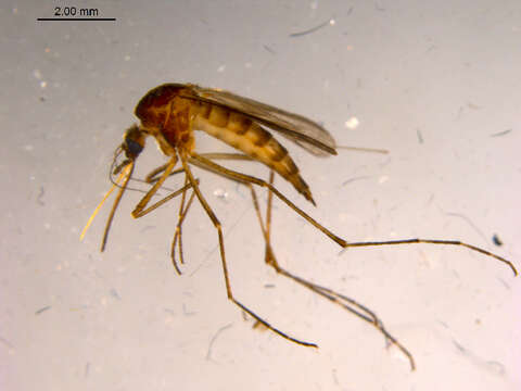 Image of Aedes fitchii (Felt & Young 1904)