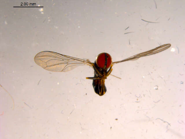 Plancia ëd Dorylomorpha simplex Albrecht 1990