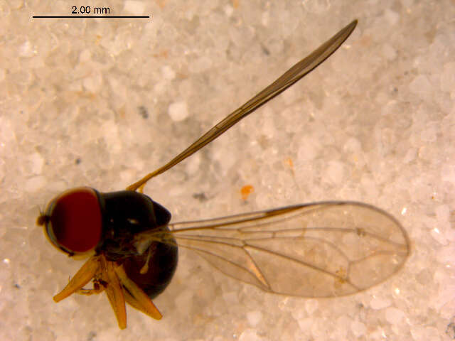 Image of Cephalops grootaerti De Meyer 1990