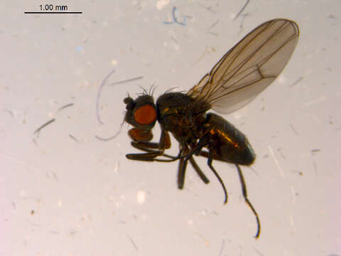 Image of Lamproscatella brunnipennis (Malloch 1923)