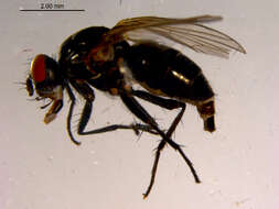 Image of Zaphne implicata (Huckett 1944)