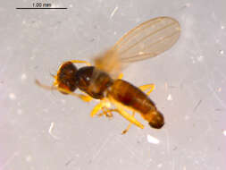 Image of Anthomyza gilviventris