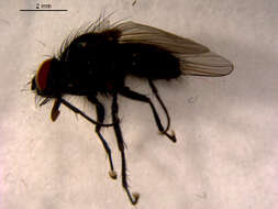 Image of Zaphne implicata (Huckett 1944)