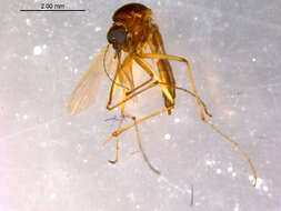 Image of Aedes cinereus Meigen 1818