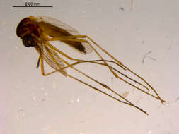 صورة Aedes cinereus Meigen 1818