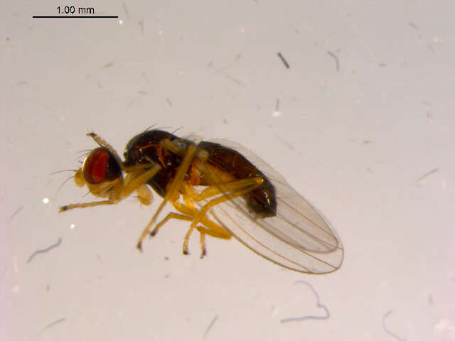 Image of <i>Arganthomyza disjuncta</i>