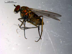 Imagem de Hydrophorus glaber (Walker 1849)