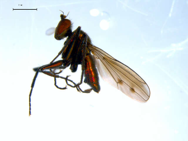 Image of Hydrophorus chrysologus (Walker 1849)