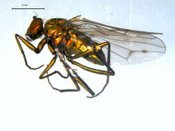 Imagem de Hydrophorus glaber (Walker 1849)