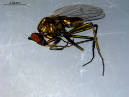 Imagem de Hydrophorus glaber (Walker 1849)