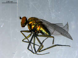 Imagem de Hydrophorus glaber (Walker 1849)