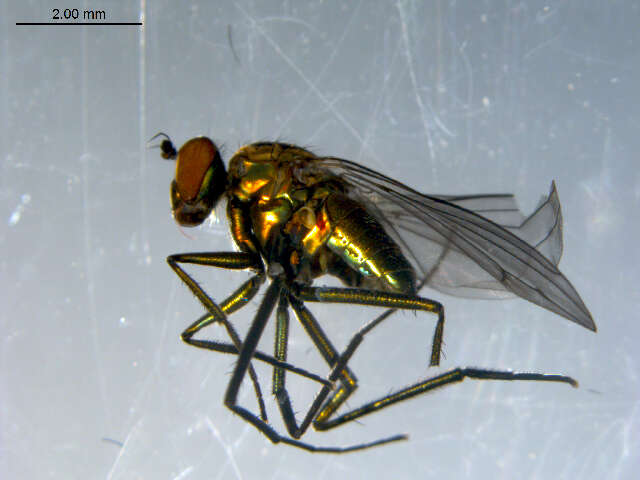 Imagem de Hydrophorus glaber (Walker 1849)