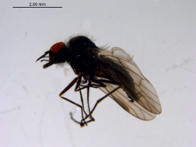 Image of Iteaphila macquarti Zetterstedt 1838