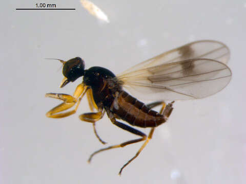 Image of Tachydromia bimaculata (Loew 1863)