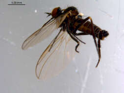 Image of Rhamphomyia phemius Walker 1849