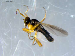 Image of Tachydromia maculipennis Walker 1849